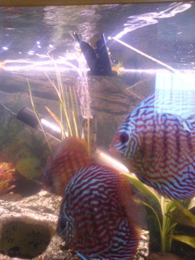 freshwater fish - symphysodon spp. - snakeskin discus stocking in 200 gallons tank - discus