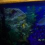 55 gallons freshwater fish tank (mostly fish and non-living decorations) - a new pic, fish up close and personal