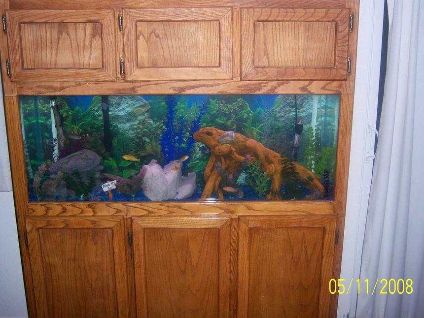 Rated #2046: 55 Gallons Freshwater Fish Tank - 55 gallon fishtank with cool new wood in it!!