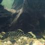 freshwater fish - baryancistrus sp. - gold nugget pleco (l-18) stocking in 50 gallons tank - My 5cm L018 Baryancistrus- Gold Nugget Pleco
