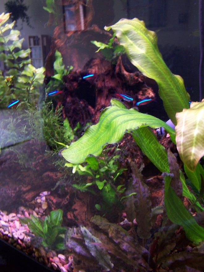 30 gallons freshwater fish tank (mostly fish and non-living decorations) - Front View of Planted Tank.