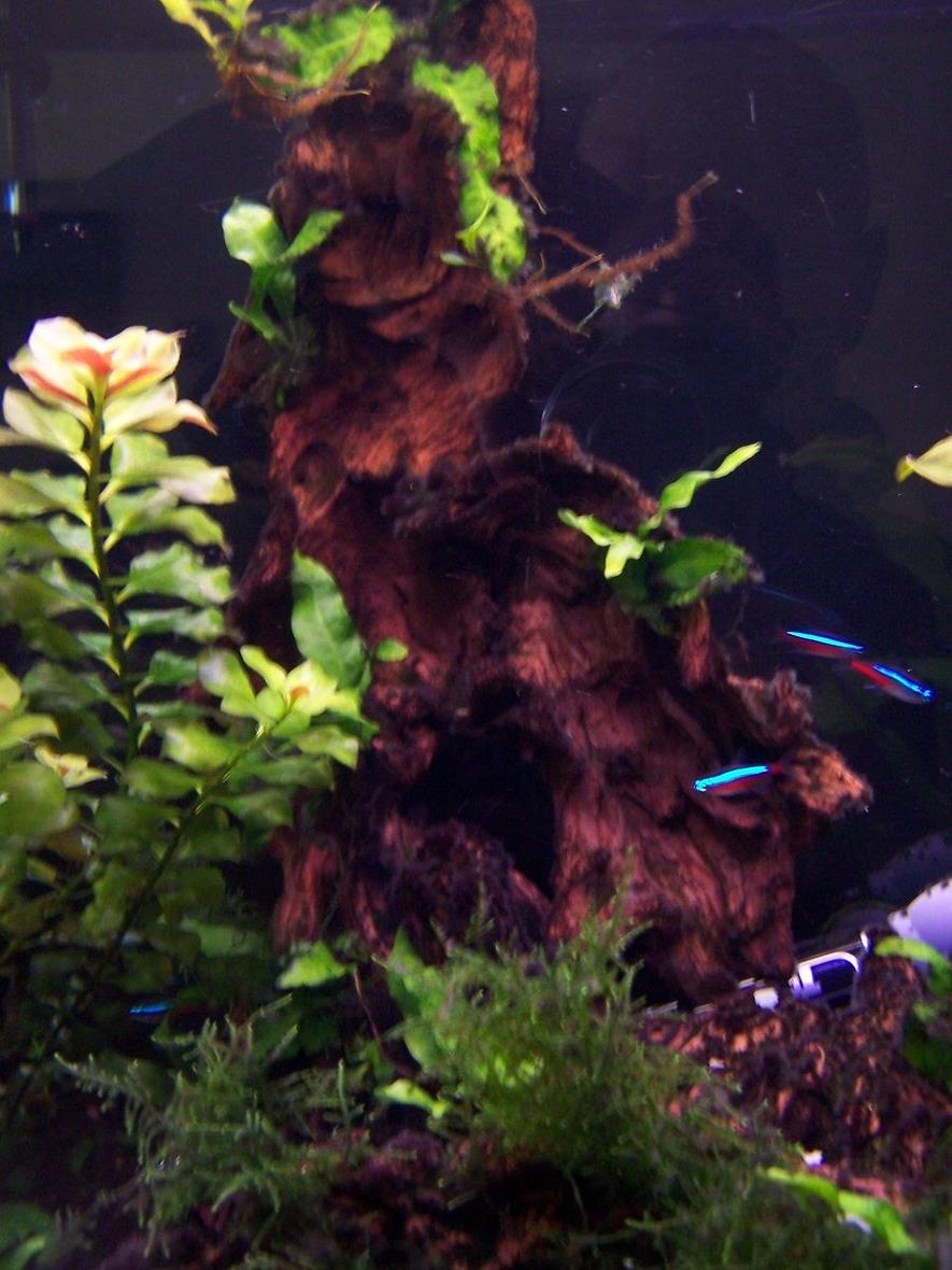 Rated #166: 30 Gallons Planted Tank - Planted Tank