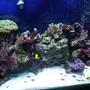 corals inverts stocking in 65 gallons tank - front close