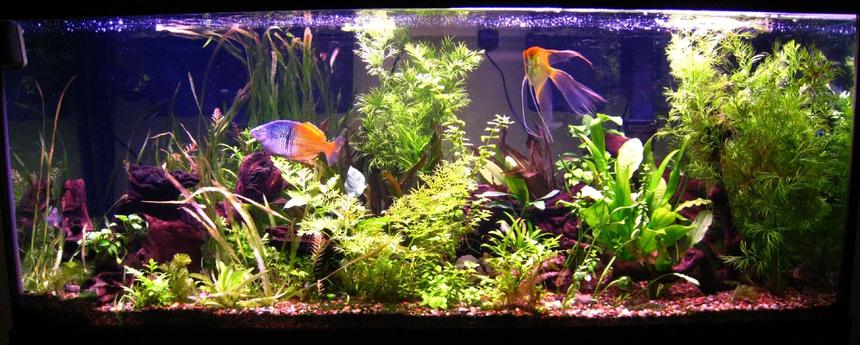 Rated #44: 75 Gallons Planted Tank - 2nd try