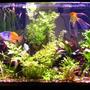 75 gallons planted tank (mostly live plants and fish) - 2nd try