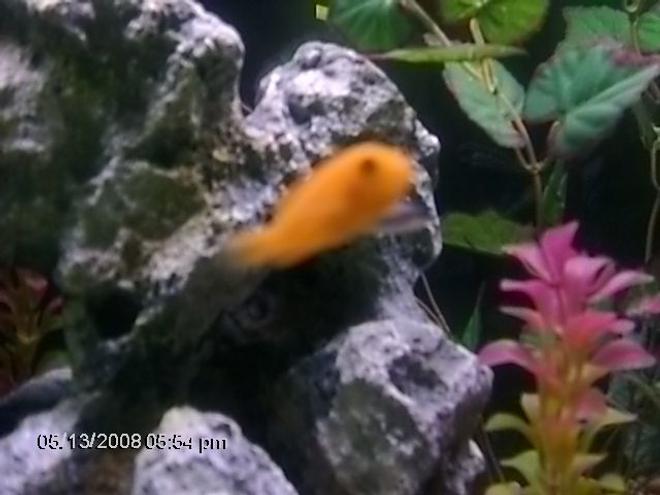 freshwater fish - pseudotropheus estherae - red zebra cichlid stocking in 75 gallons tank - one of my baby orange chiclids they are not photogenic they move to fast and don't sit still