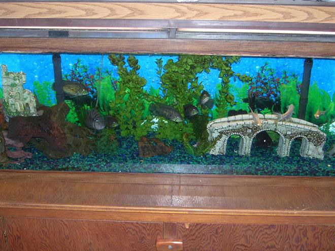 55 gallons freshwater fish tank (mostly fish and non-living decorations) - 55 gl in tank 5 green terra, 1 placo, 1 connvict, 1 fancy fetter cat. and 3 aldino barbs.