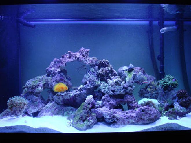 corals inverts - tubastrea faulkneri - orange sun coral stocking in 90 gallons tank - 2 Months Old