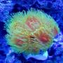 corals inverts - dendrophylliidae - dendrophyllia stocking in 90 gallons tank - Dendrophyllia