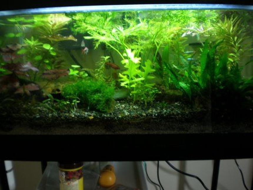 Rated #1601: 15 Gallons Planted Tank - Here's my 15 gallon tank - enjoy!