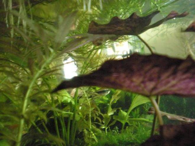 15 gallons planted tank (mostly live plants and fish) - red tiger lotus closeup