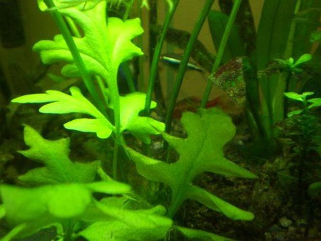 15 gallons freshwater fish tank (mostly fish and non-living decorations) - I can't name this plant but it shot up and appeared almost overnight after I set up my CO2 machine!