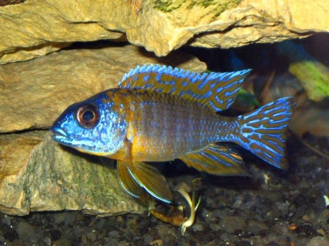 freshwater fish - aulonocara rubescens - ruby red peacock stocking in 75 gallons tank - sold as a german red peacock,this
fish is just over 2 inches in this photo.