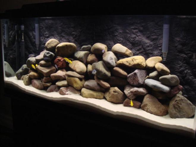 55 gallons freshwater fish tank (mostly fish and non-living decorations) - Lake Malawi Tank
1xAuloncara stuartgranti(Peacock)
5xLabidochromis Caeruleus(Yellow Lab) 
5xPseudotropheus Socolofi(Powder Blue)
3xMelanochromis Johanni(Electric Blue Johanni)