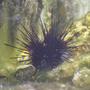 corals inverts - diadema setosum - longspine urchin, black stocking in 80 gallons tank - Not something you would like to hug