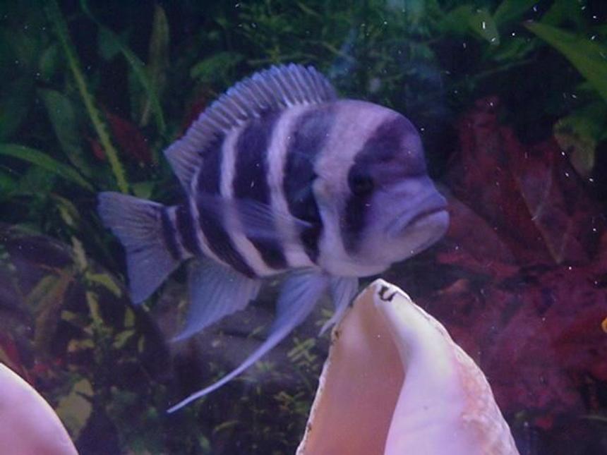 Rated #42: Freshwater Fish - Cyphotilapia Frontosa - Frontosa Cichlid Stocking In 75 Gallons Tank - one of my female frontosas
