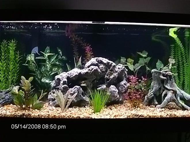 75 gallons planted tank (mostly live plants and fish) - 75 gallon African Chiclid tank