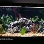 75 gallons planted tank (mostly live plants and fish) - 75 gallon African Chiclid tank