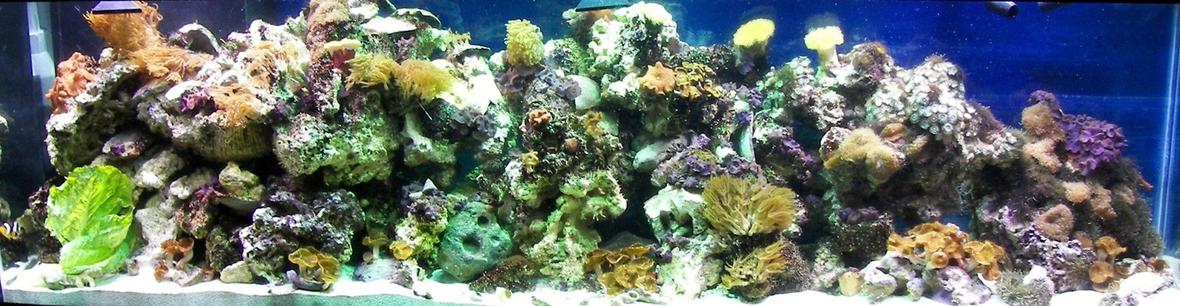 125 gallons reef tank (mostly live coral and fish) - This is the tank 4 days after setting it up May 2007. Notice sparse coral coverage. Only 2 small specimens have been added since this picture was taken: a small Candy cane coral and another tiny hard coral frag. I actually traded a bunch of stuff in this Jan. including one of the leathers.