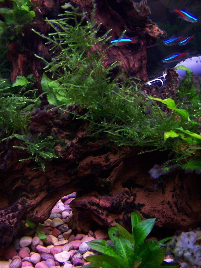 30 gallons freshwater fish tank (mostly fish and non-living decorations) - Planted tank