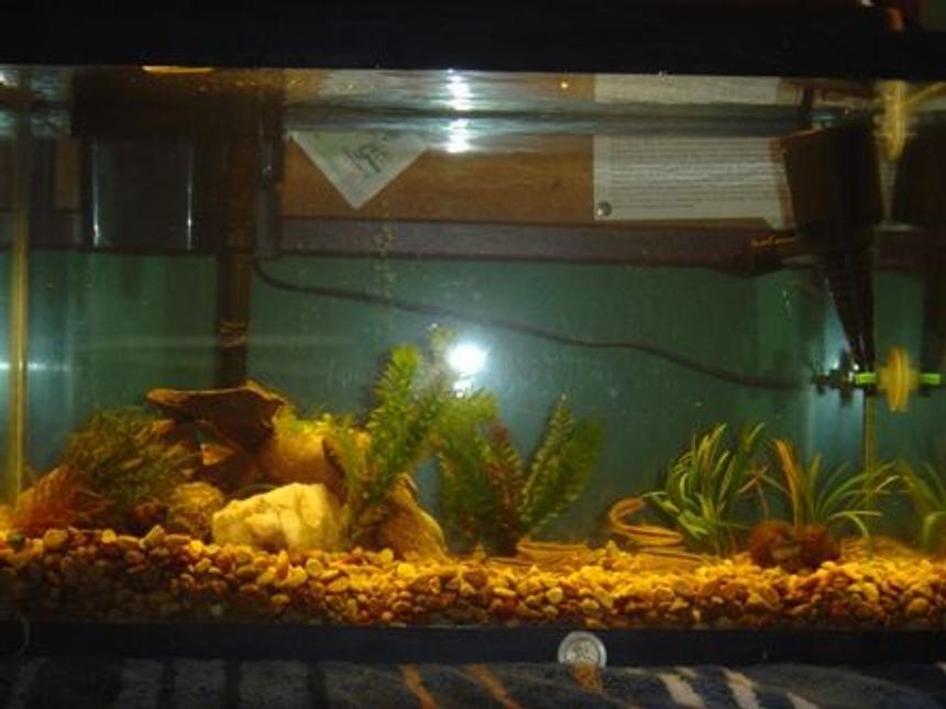 Rated #4056: 10 Gallons Freshwater Fish Tank - My stream tank for Black Nosed Dace, a minnow species native to Pennsylvania