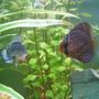 freshwater fish - symphysodon spp. - snakeskin discus stocking in 52 gallons tank - discus