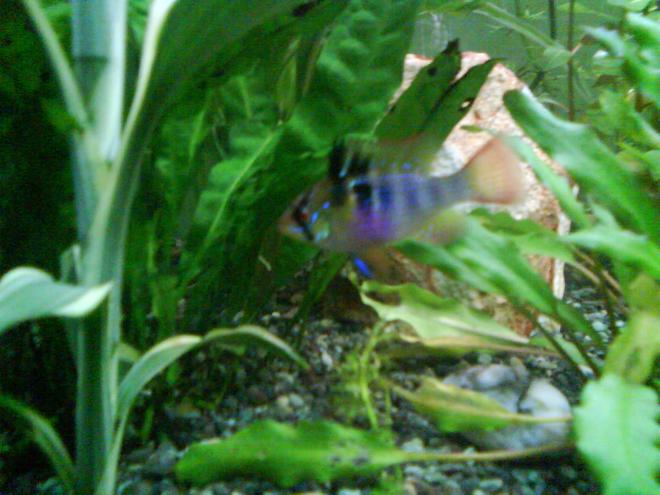 freshwater fish - papiliochromis ramirezi - german blue ram stocking in 52 gallons tank - female ram