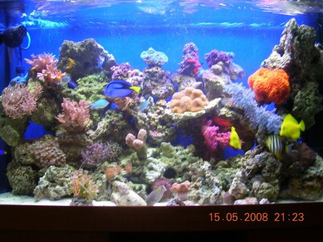 80 gallons reef tank (mostly live coral and fish) - tank after 3 months