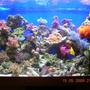 80 gallons reef tank (mostly live coral and fish) - tank after 3 months