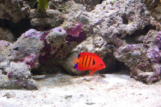saltwater fish - centropyge loriculus - flame angelfish stocking in 40 gallons tank - My Flame Angel