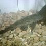 freshwater fish - glyptoperichthys gibbiceps - sailfin pleco (l-83) stocking in 150 gallons tank - 15 inch pleco