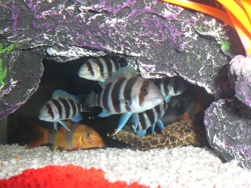 Rated #355: Freshwater Fish - Cyphotilapia Frontosa - Frontosa Cichlid Stocking In 23 Gallons Tank - Burundi frontosa/Clown Loach and the tail of 1 of the 2 Sailfin pleco in here =)