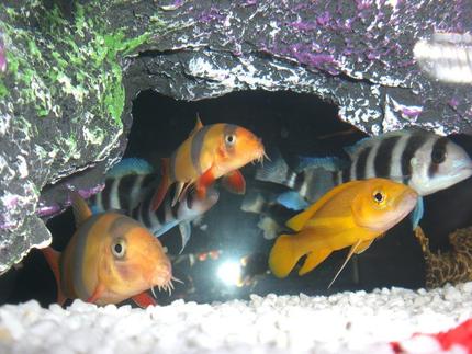 freshwater fish - botia macracantha - clown loach stocking in 23 gallons tank - Orange Leleupi & Clown Loach