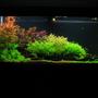 240 gallons planted tank (mostly live plants and fish) - My planted tank