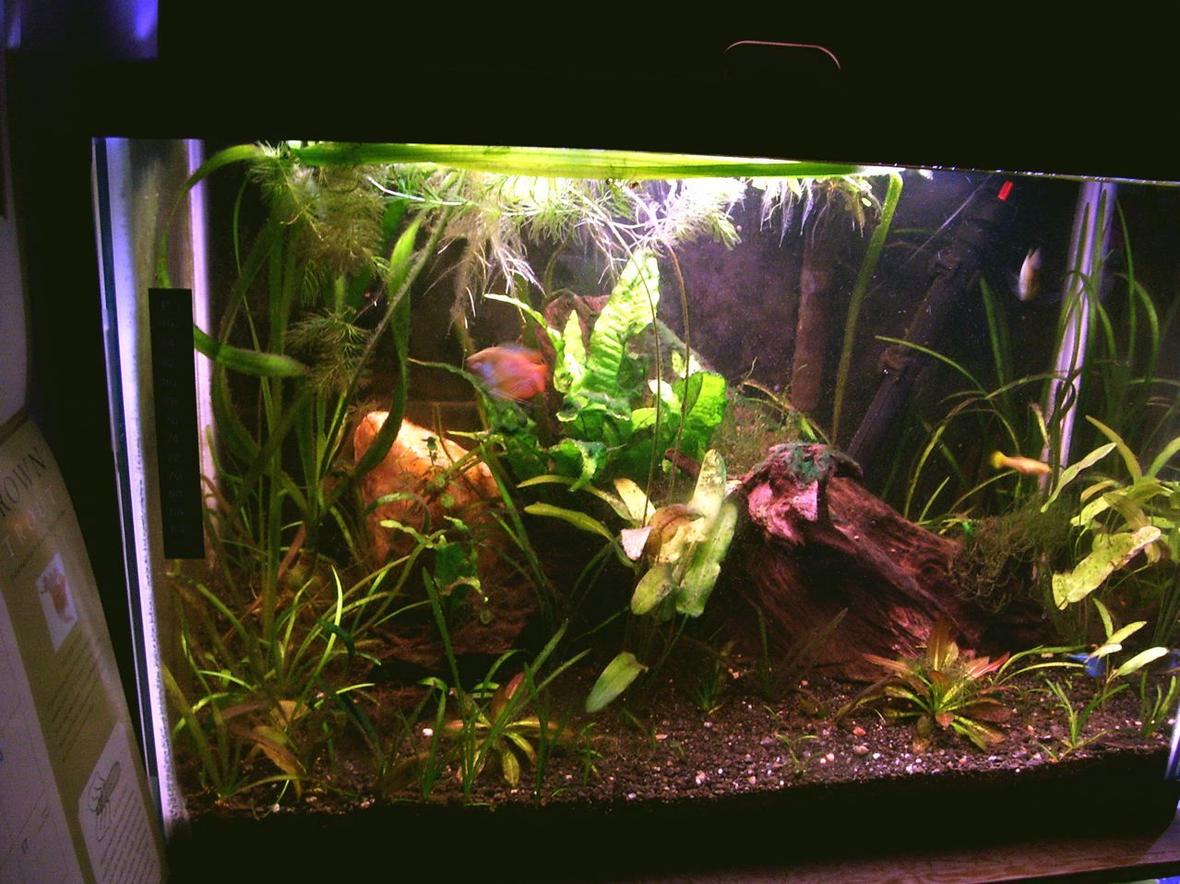 20 gallons planted tank (mostly live plants and fish) - This image doesn't do it justice