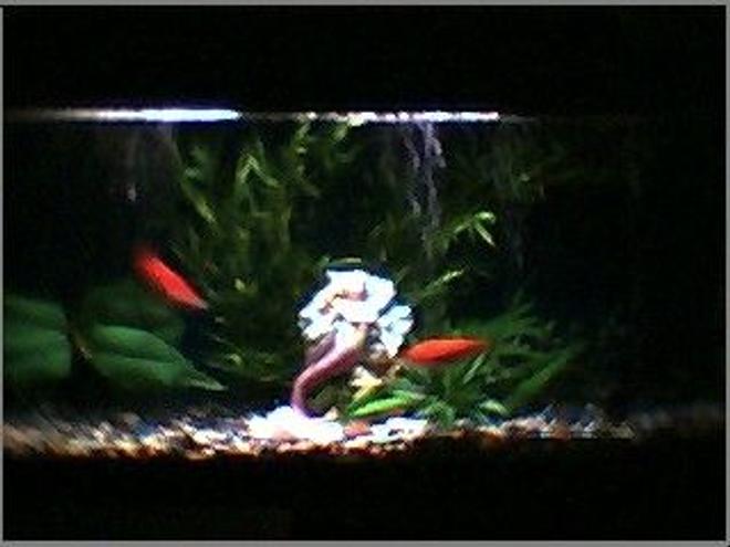 45 gallons planted tank (mostly live plants and fish) - planted start