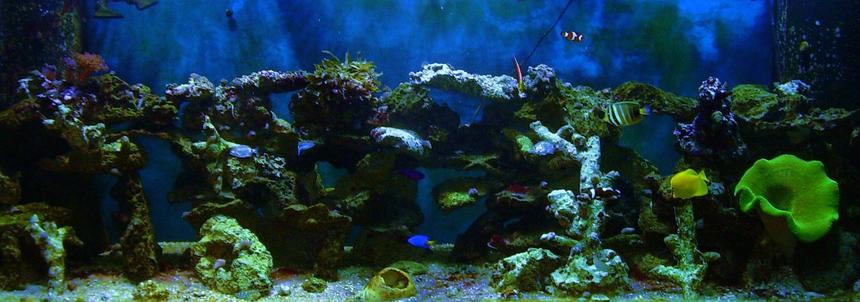 Rated #10: 180 Gallons Saltwater Fish Tank - 180g 1 yellow tang , 1 powder blue tang , 1sailfin tang , 1 docter tang , 3 lawnmowers , 1 radiant wrasse , 1 yellow wrasse , 1 cleaner wrasse , 2 false perculer clowns , 2  saddleback clowns , 1 strawberry basslet , 1 yellow tail blue damsel ,1 purple and yellow damsel ,100s of snails and crabs ,1 sand sifting star , 1 serpent star ,1 green carpet , 1 coral banded shrimp , 1 pepper mint shrimp