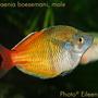 freshwater fish - melanotaenia boesemani - boesemani rainbow stocking in 75 gallons tank - Melanotaenia boesemani (Boeseman's rainbowfish), male, 3.75" TL, 2½ years old.