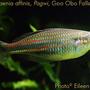 freshwater fish - new guinea rainbowfish - melanotaenia affinis stocking in 75 gallons tank - Melanotaenia affinis (New Guinea rainbowfish) female, var Pawgi, Goo Obo Falls locale, 3.5" TL, 2 years old.