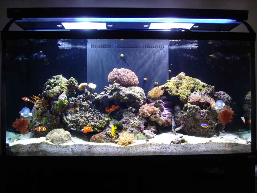 Rated #2: 90 Gallons Saltwater Fish Tank - 90 Gallon Tech Tank 2007