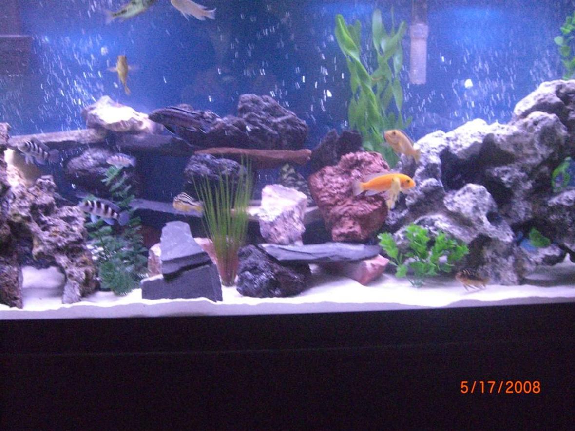 55 gallons freshwater fish tank (mostly fish and non-living decorations) - my fishies