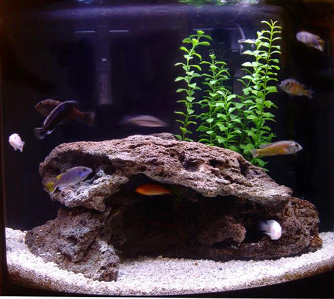 26 gallons freshwater fish tank (mostly fish and non-living decorations) - 26G Mixed African Tank.