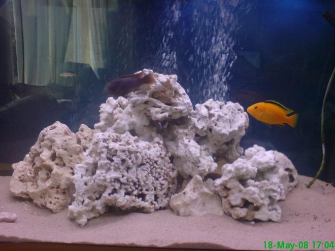 280 gallons freshwater fish tank (mostly fish and non-living decorations) - chiclid tank