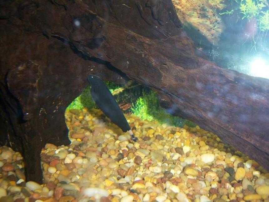 Rated #4069: 75 Gallons Freshwater Fish Tank - our ghost knife fish