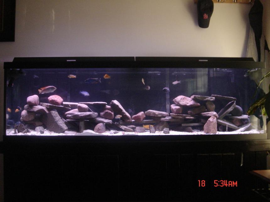 Rated #76: 125 Gallons Freshwater Fish Tank - Picture of my 125 gallon African Cichlid Tank.  Any comments or suggestions would be greatly appreciated.
