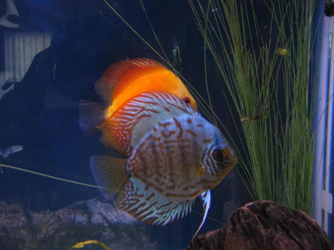 freshwater fish - symphysodon sp. - yellow marlboro discus stocking in 38 gallons tank - Discus
My 38 Gallon Aquarium, 3 Discus, 6 Tiger Barbs, 3 Chinese Algae Eaters, one Gold Nugget Pleco, and a Gold Chinese Algae Eater. I'm using a Marineland C-Series Multi Stage Canister Filter C-220, the best fiter out there. I personaly think this filter is better then the Eheim, because it allows no bypass, it forces the water through the filter media trays and not around them, all the other canisters allow 40% to 60%.