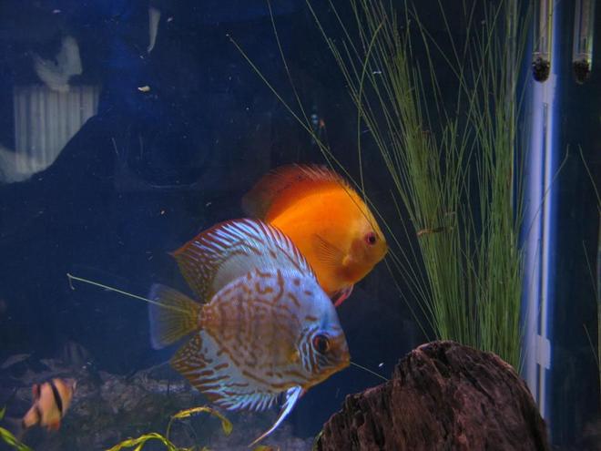 freshwater fish - symphysodon sp. - yellow marlboro discus stocking in 38 gallons tank - Discus
My 38 Gallon Aquarium, 3 Discus, 6 Tiger Barbs, 3 Chinese Algae Eaters, one Gold Nugget Pleco, and a Gold Chinese Algae Eater. I'm using a Marineland C-Series Multi Stage Canister Filter C-220, the best fiter out there. I personaly think this filter is better then the Eheim, because it allows no bypass, it forces the water through the filter media trays and not around them, all the other canisters allow 40% to 60%.