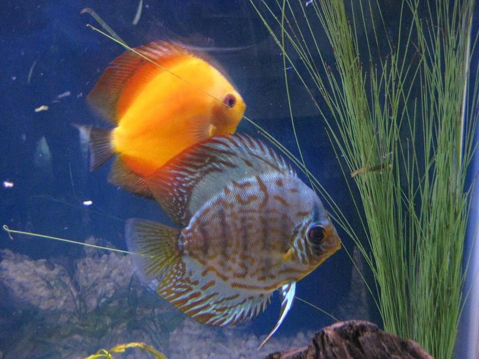 freshwater fish - symphysodon sp. - yellow marlboro discus stocking in 38 gallons tank - Discus
My 38 Gallon Aquarium, 3 Discus, 6 Tiger Barbs, 3 Chinese Algae Eaters, one Gold Nugget Pleco, and a Gold Chinese Algae Eater. I'm using a Marineland C-Series Multi Stage Canister Filter C-220, the best fiter out there. I personaly think this filter is better then the Eheim, because it allows no bypass, it forces the water through the filter media trays and not around them, all the other canisters allow 40% to 60%.