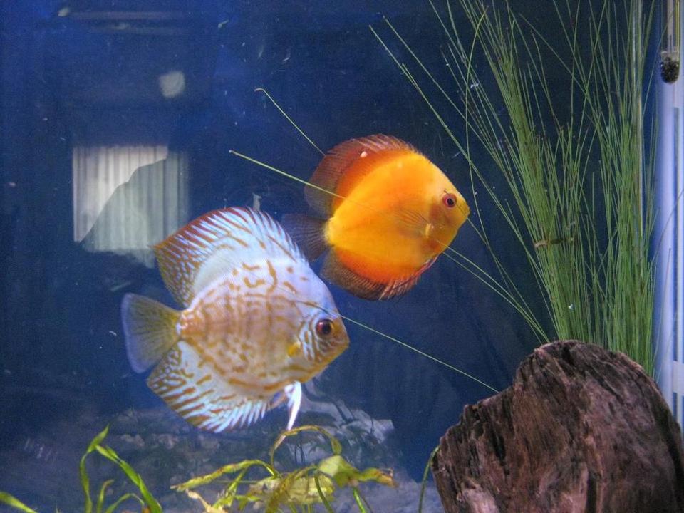 freshwater fish - symphysodon sp. - yellow marlboro discus stocking in 38 gallons tank - Discus
My 38 Gallon Aquarium, 3 Discus, 6 Tiger Barbs, 3 Chinese Algae Eaters, one Gold Nugget Pleco, and a Gold Chinese Algae Eater. I'm using a Marineland C-Series Multi Stage Canister Filter C-220, the best fiter out there. I personaly think this filter is better then the Eheim, because it allows no bypass, it forces the water through the filter media trays and not around them, all the other canisters allow 40% to 60%.