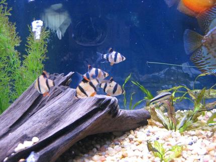freshwater fish - puntius tetrazona - tiger barb stocking in 38 gallons tank - Tiger Barbs
My 38 Gallon Aquarium, 3 Discus, 6 Tiger Barbs, 3 Chinese Algae Eaters, one Gold Nugget Pleco, and a Gold Chinese Algae Eater. I'm using a Marineland C-Series Multi Stage Canister Filter C-220, the best fiter out there. I personaly think this filter is better then the Eheim, because it allows no bypass, it forces the water through the filter media trays and not around them, all the other canisters allow 40% to 60%.